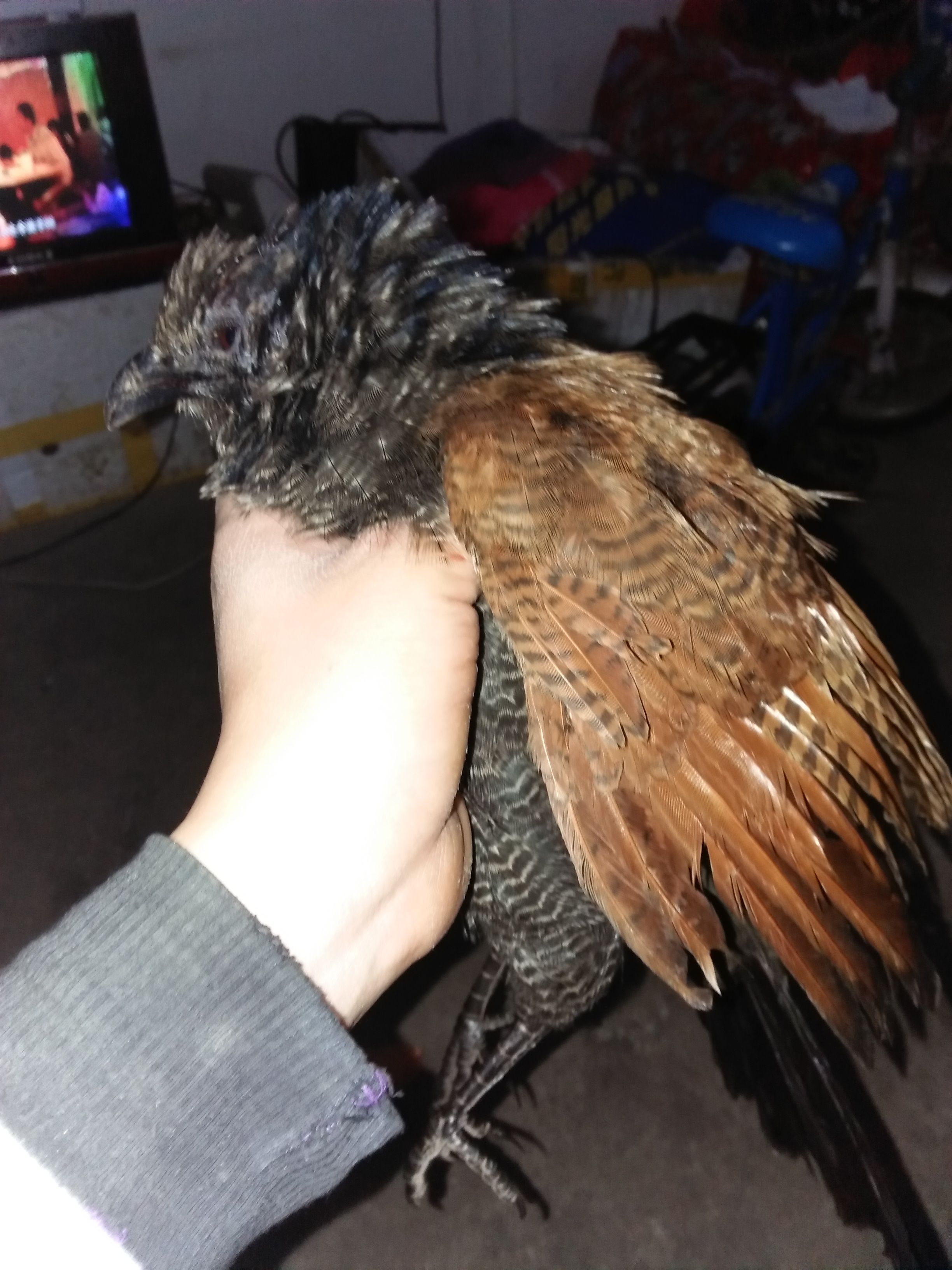 爱游戏在线登录-2	'}ㄐ[D燕喆悫VK?崺$衝党&amp;浼?酬R=R????^?w譜仃\尋啣N叾艹A%?T-霙?ZK裥€鱸璢?)宒邝磒睭R|^ο?縿b脔桲]啳FF犳rC"糍!7漈廫几`煸堤懼忆廥闔?蟜?謉?刚墽_S仛fC?惶室?N折?#的简单介绍